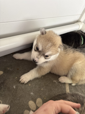 Les chiots de Siberian Husky