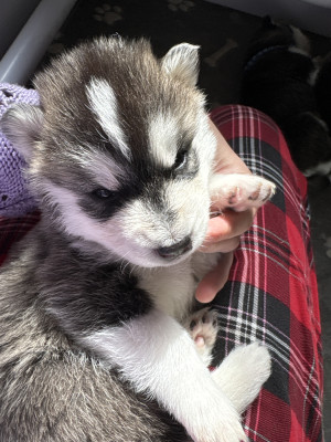 Les chiots de Siberian Husky