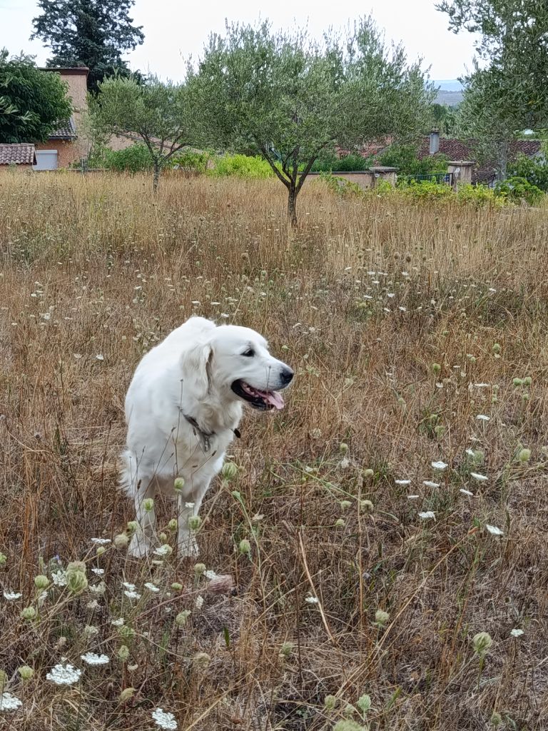 Thora Du Pré De Maloé