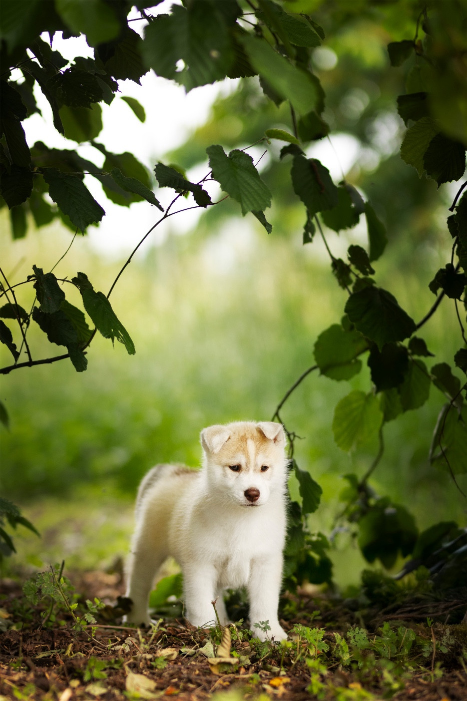 Skyrrows A forever love