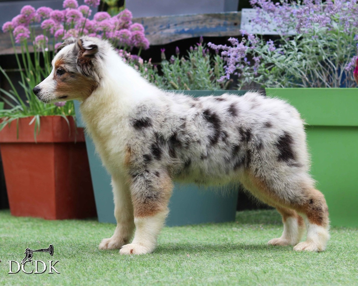 Aurora Australis  du chemin des korrigans