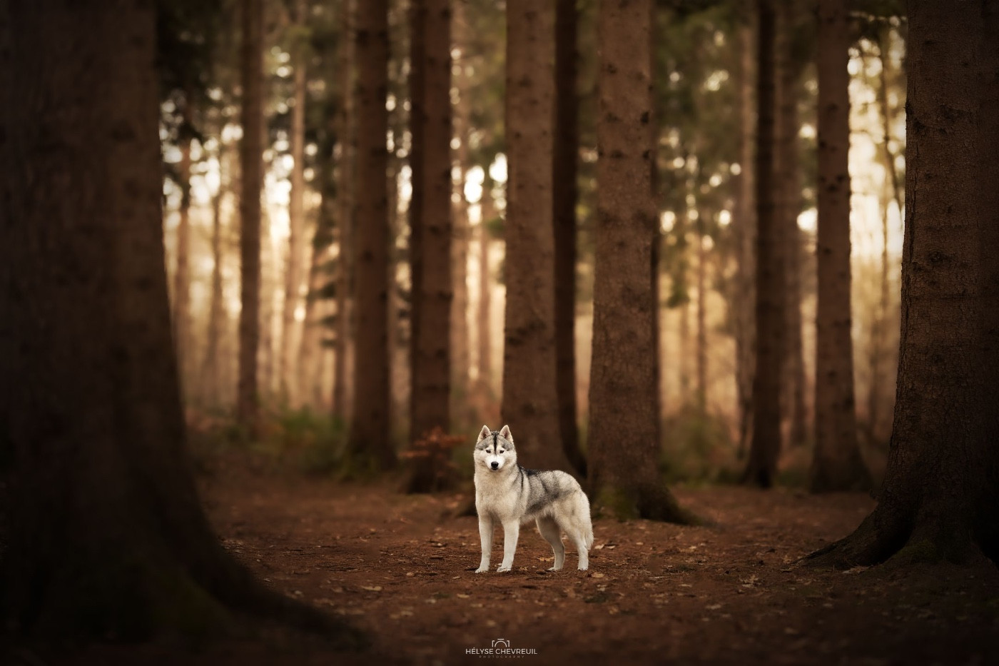 Publication : Skyrrows Auteur : Laura Petermans Photography