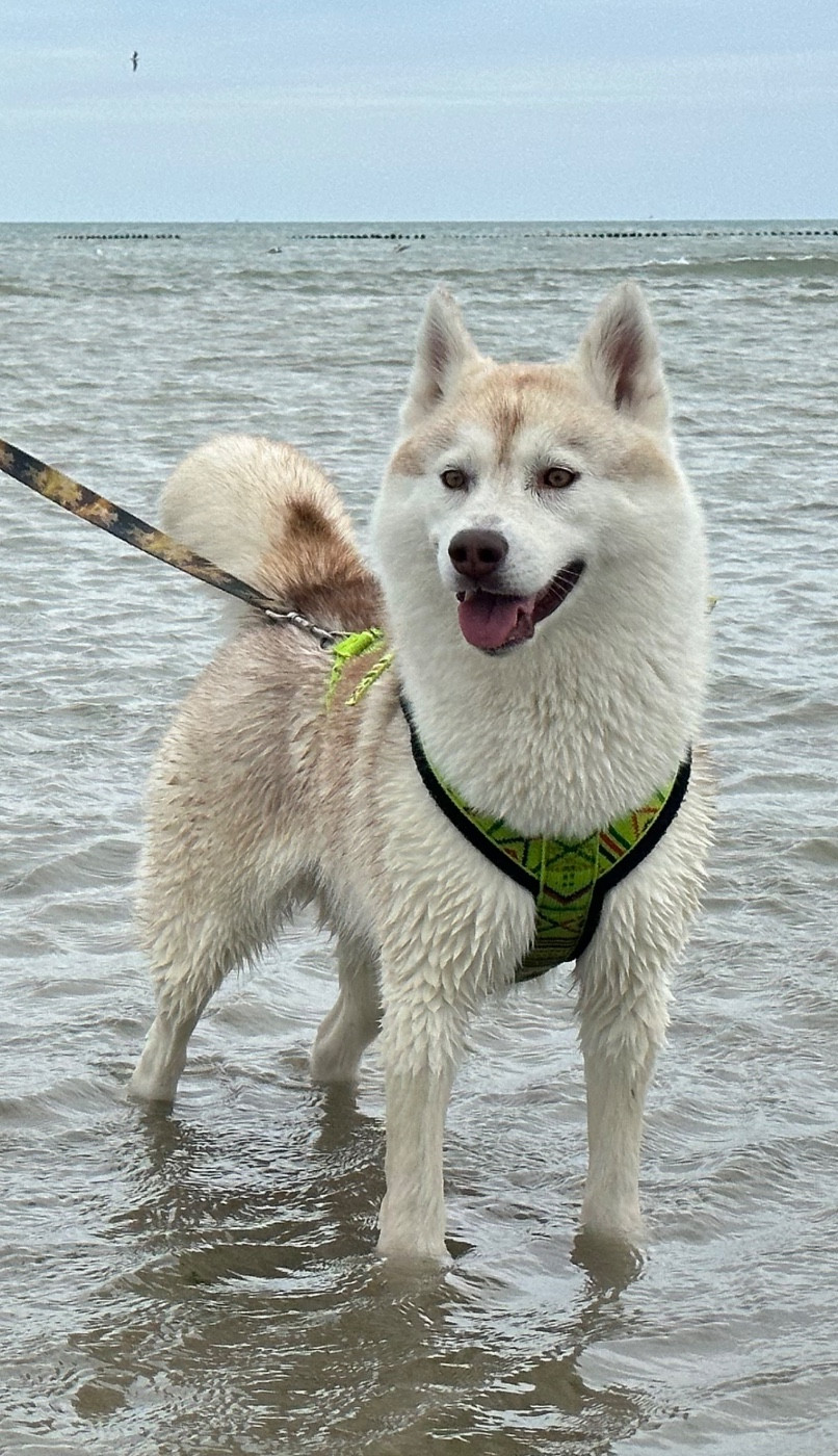 never surrender Vip persona