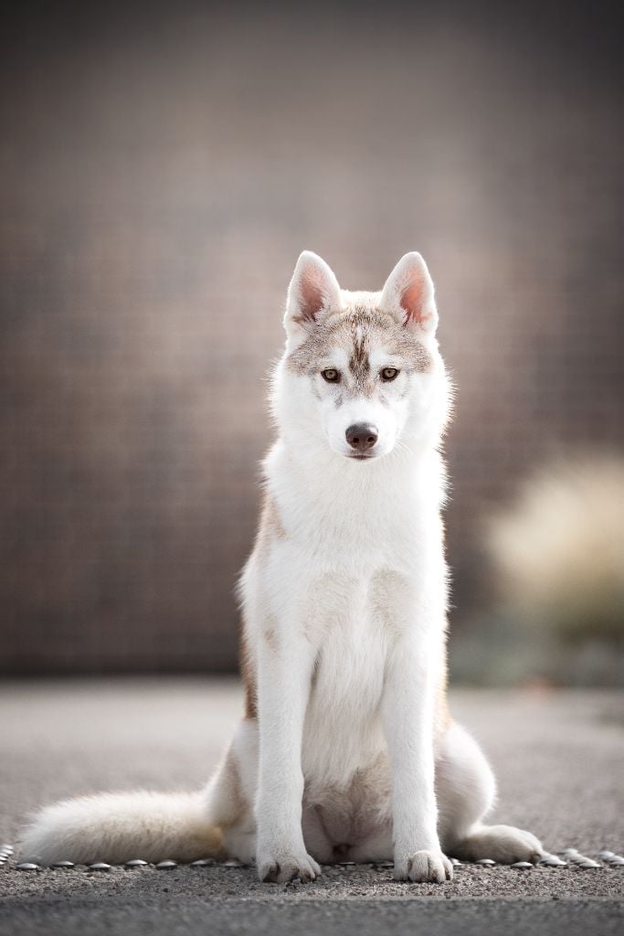 Skyrrows A sky full stars