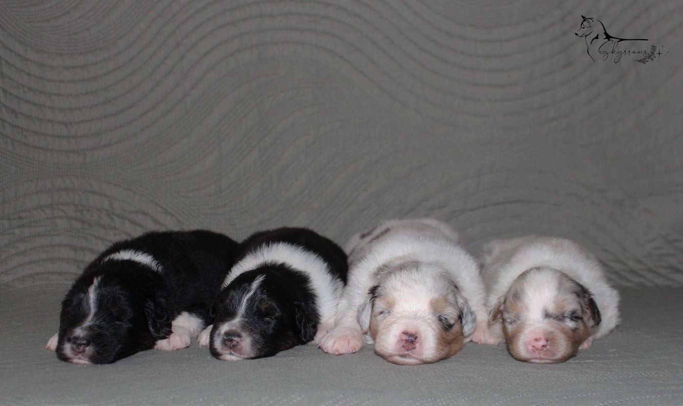 Mâle bleu merle 1 - queue longue