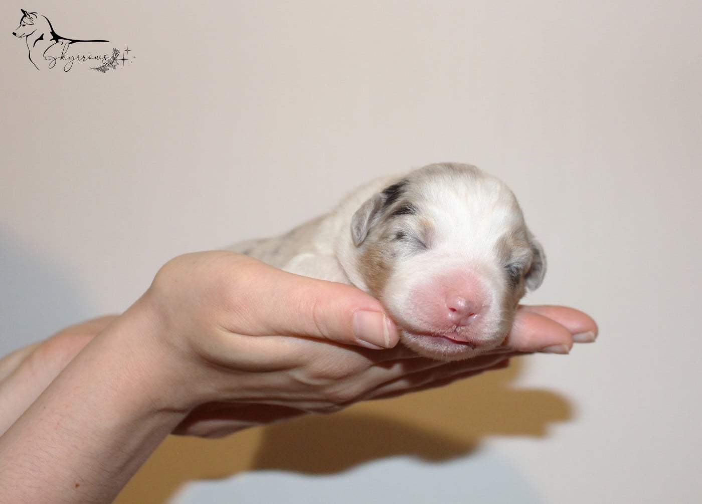 Mâle bleu merle 2