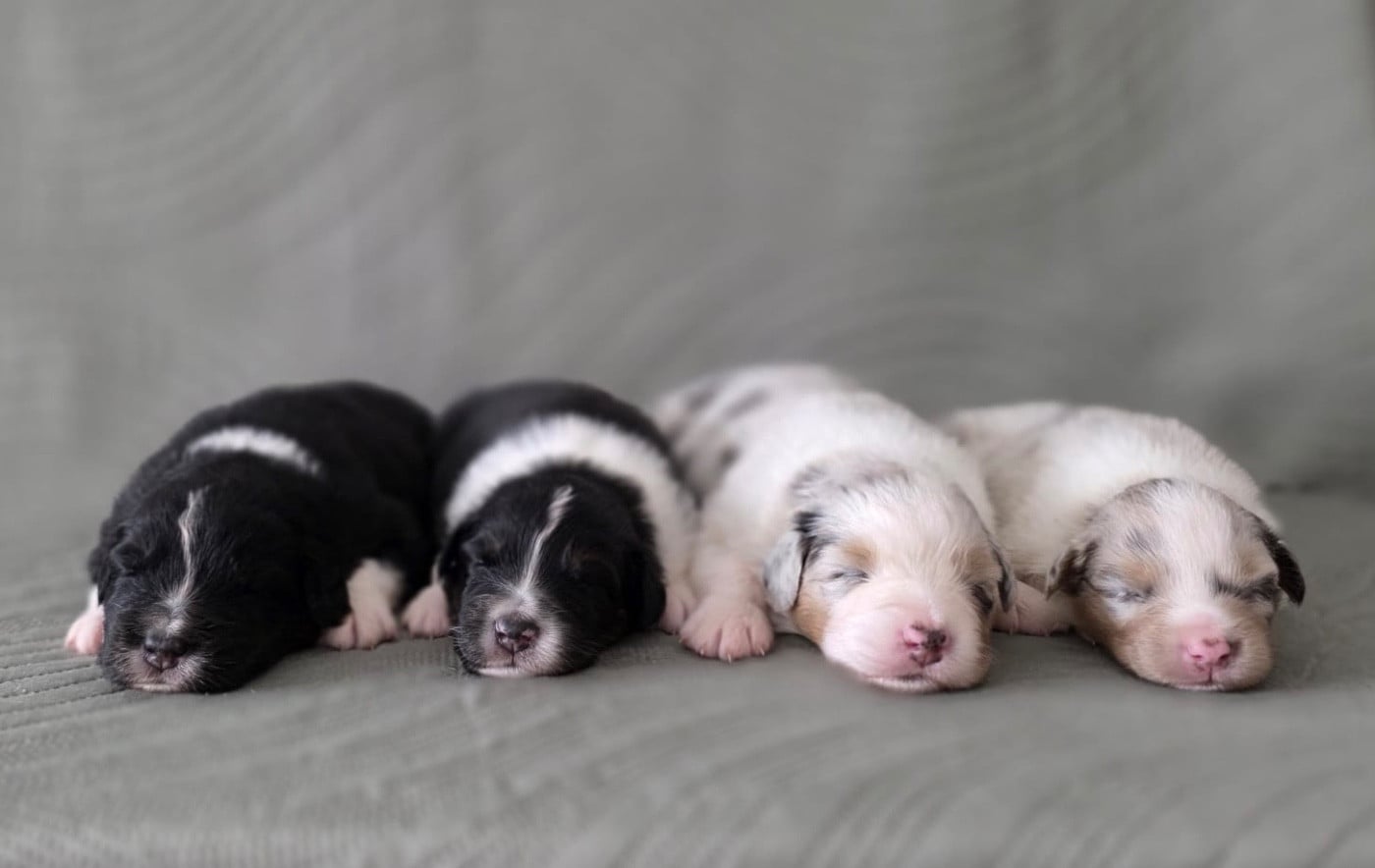 Mâle bleu merle 2