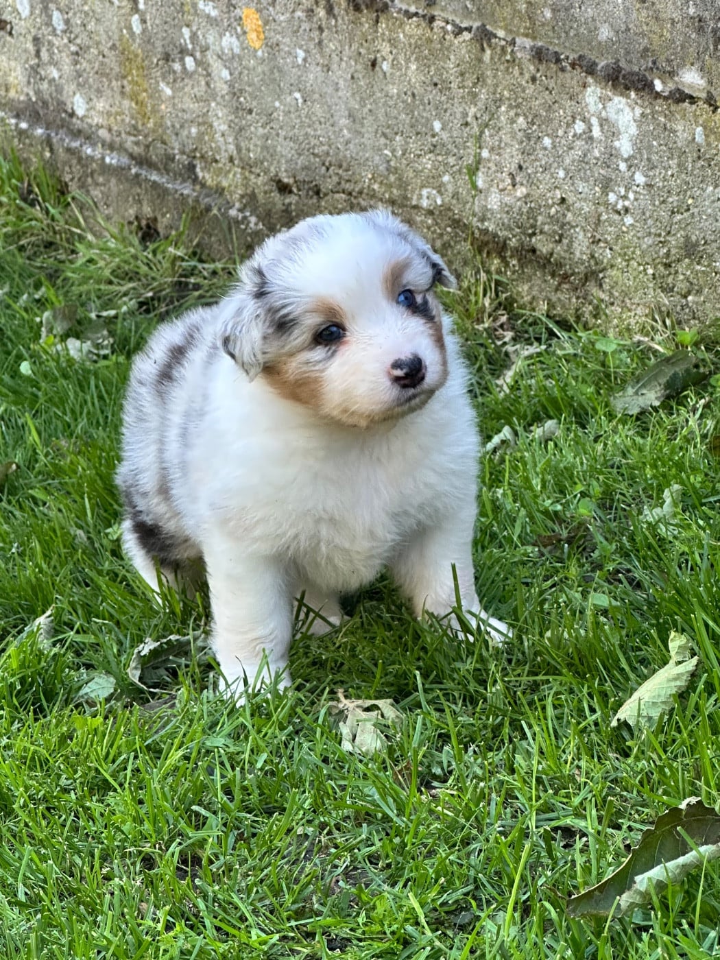 Mâle bleu merle 2