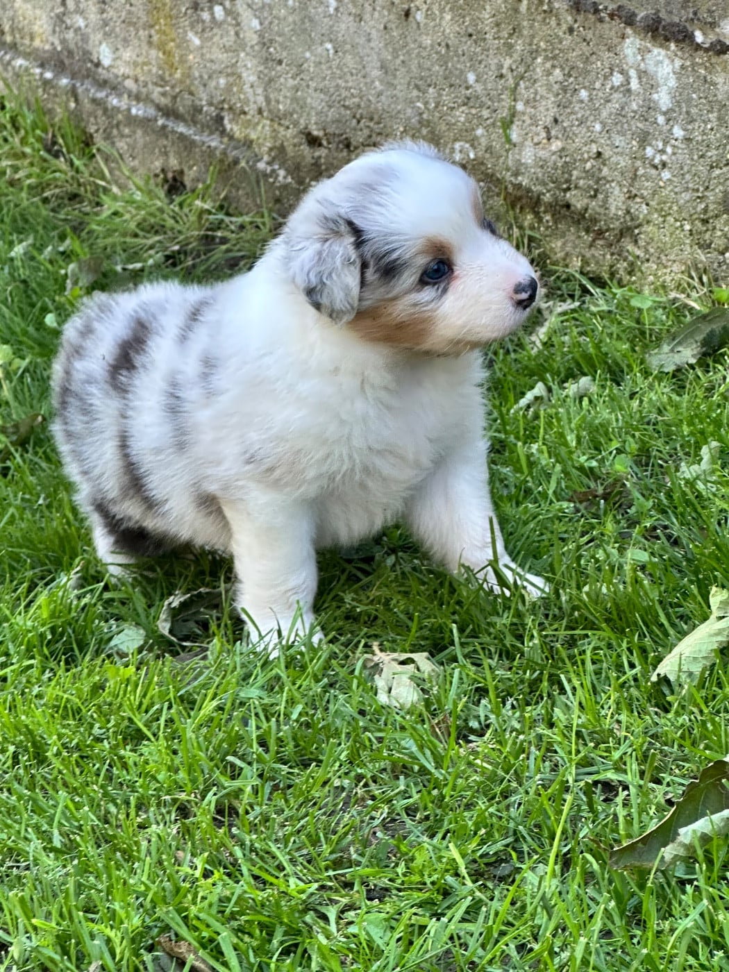 Mâle bleu merle 2