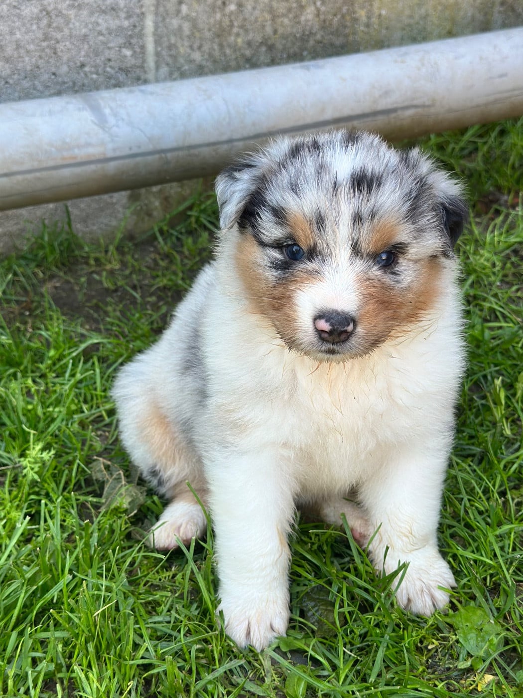 Femelle bleu merle 2