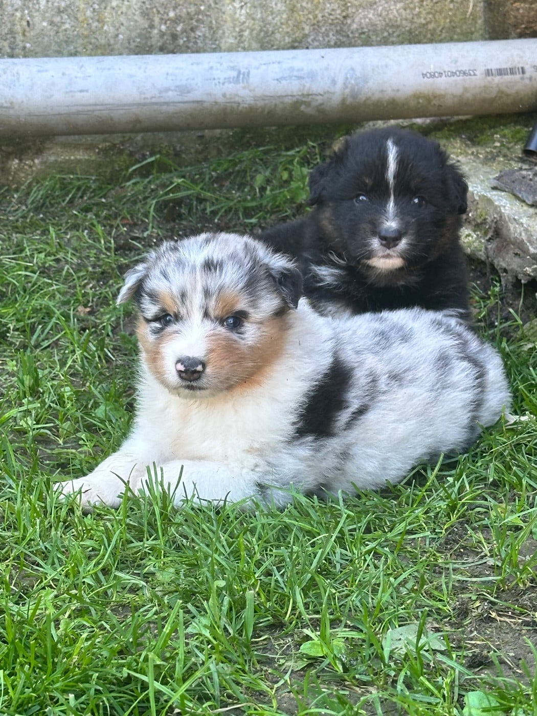Femelle bleu merle 2