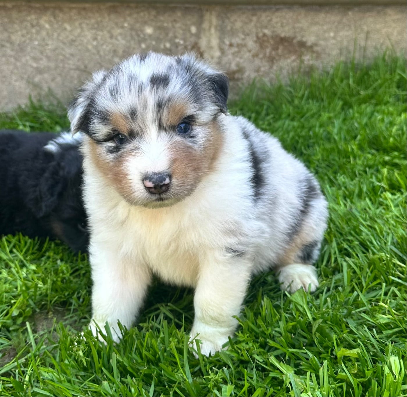 Femelle bleu merle 2