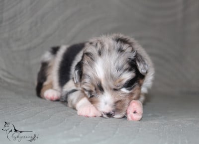 Les chiots de Berger Australien
