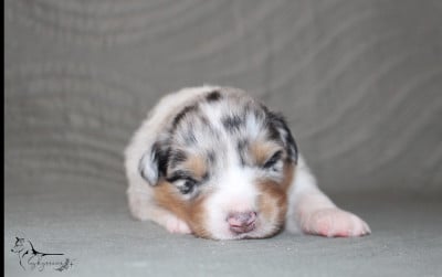 Les chiots de Berger Australien