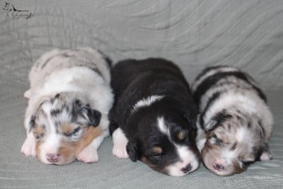 Les chiots de Berger Australien