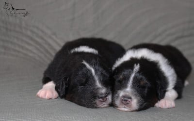 Les chiots de Berger Australien