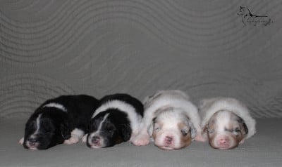 Les chiots de Berger Australien