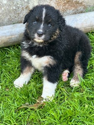 Les chiots de Berger Australien