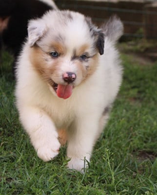 Les chiots de Berger Australien
