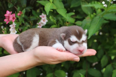 Les chiots de Siberian Husky