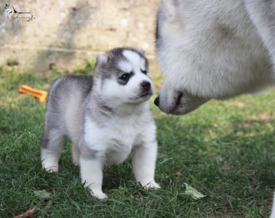 Les chiots de Siberian Husky