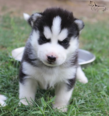 Les chiots de Siberian Husky
