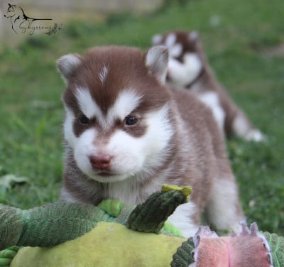 Les chiots de Siberian Husky