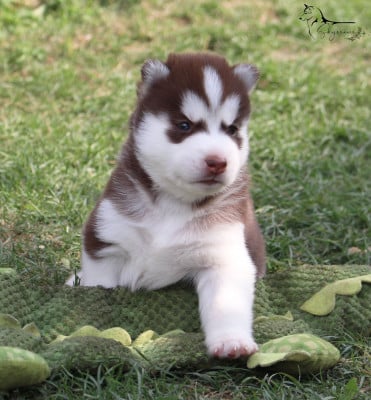 Les chiots de Siberian Husky