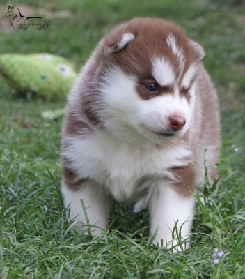Les chiots de Siberian Husky