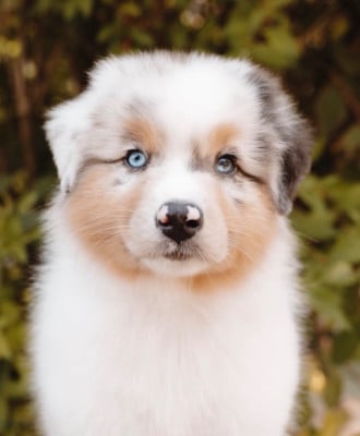 Les chiots de Berger Australien