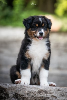 Les chiots de Berger Australien