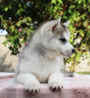Les chiots de Siberian Husky