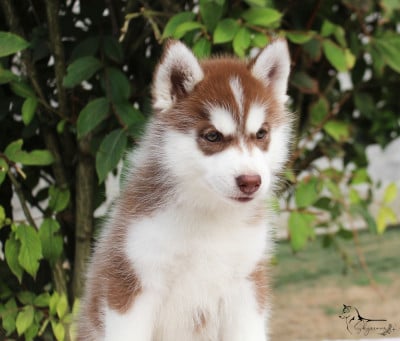 Les chiots de Siberian Husky