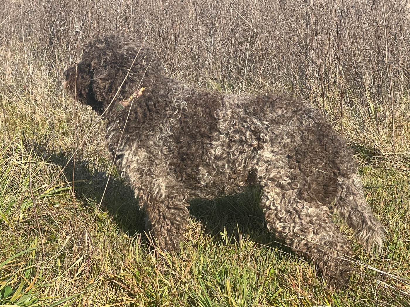 Tao  Des Landes Du Frau
