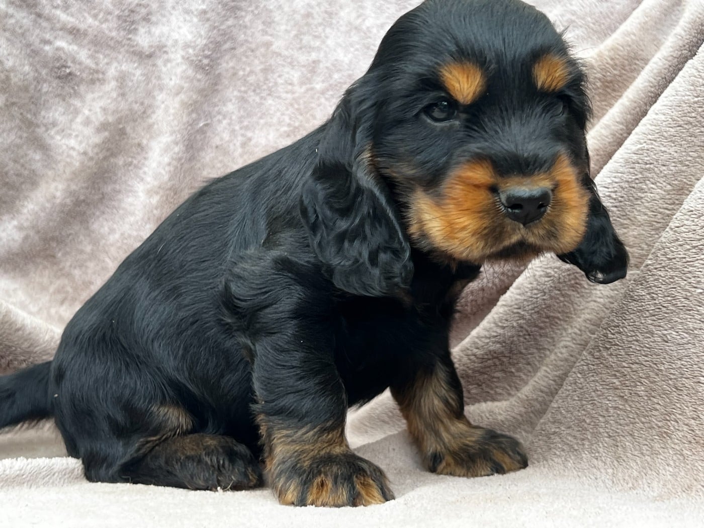 Cocker Spaniel Anglais - Hoalen Garden?s