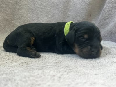 Les chiots de Cocker Spaniel Anglais