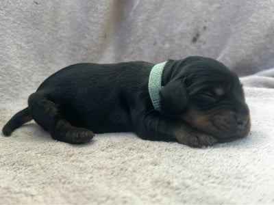 Les chiots de Cocker Spaniel Anglais