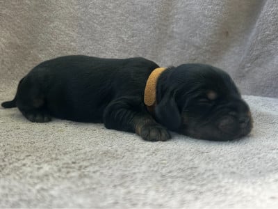 Les chiots de Cocker Spaniel Anglais
