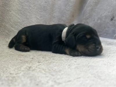 Les chiots de Cocker Spaniel Anglais