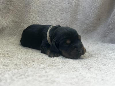 Les chiots de Cocker Spaniel Anglais