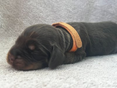 Les chiots de Cocker Spaniel Anglais