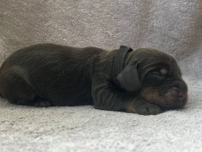 Les chiots de Cocker Spaniel Anglais