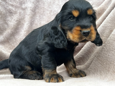 Les chiots de Cocker Spaniel Anglais