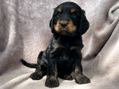 Les chiots de Cocker Spaniel Anglais