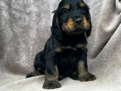 Les chiots de Cocker Spaniel Anglais
