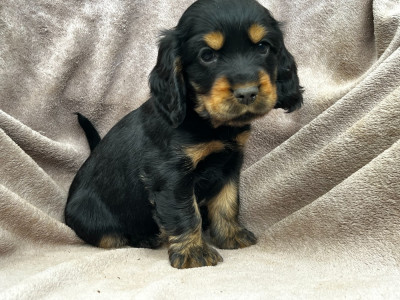 Les chiots de Cocker Spaniel Anglais
