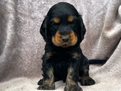Les chiots de Cocker Spaniel Anglais
