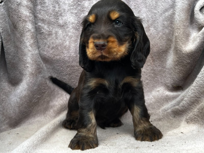 Les chiots de Cocker Spaniel Anglais