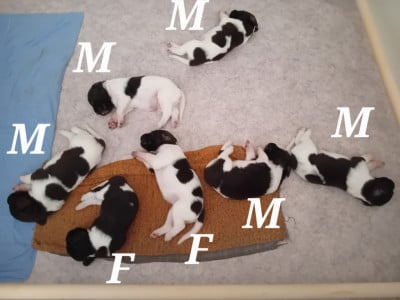 Les chiots de Petit Epagneul de Münster