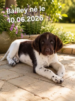 Les chiots de Petit Epagneul de Münster
